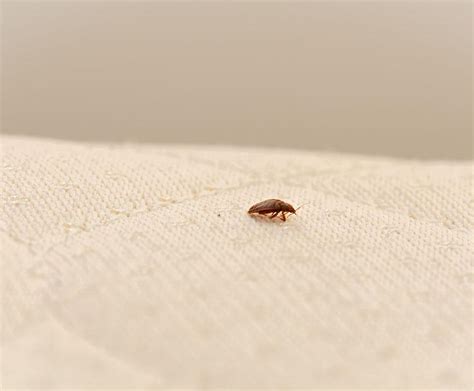This collapsed bed mattress is infested with bed bugs, likely inside and out. Early Signs Of Bed Bugs On A Mattress - City Mattress