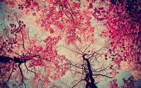 We've gathered more than 5 million images uploaded by our users and sorted them by the most popular ones. Pink Trees Wallpapers - Wallpaper Cave