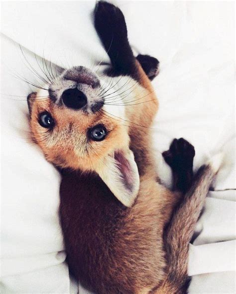 A Small Fox Is Laying On Its Back With Its Paws Up In The Air