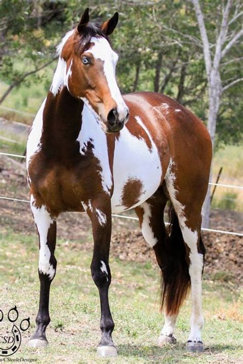 Keep in mind that this is just a horse head basic tutorial by kajanijssen on deviantart. 1502 best images about Paint/Pinto Horses on Pinterest ...
