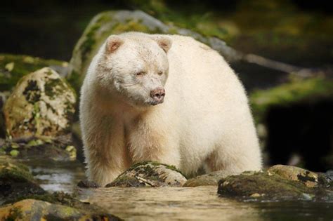 Kermode Spirit Bear Facts Habitat Diet Pictures