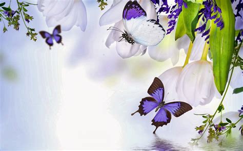 Witte Bloemen En Paarse Vlinders Achtergronden Bloem Achtergrond