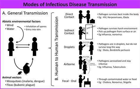 Different Modes Of Disease Transmission Are Demonstrated In This Image