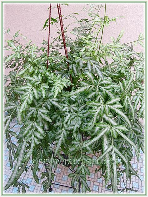 Originating from polynesia, it can be found in the humid forests of Silver Lace Fern | Ferns, Indoor ferns, Fern plant