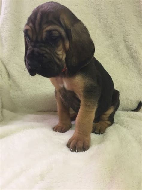 Many breeds of puppies for sale in france , some are sold cheap. Bloodhound Puppies For Sale | Philadelphia, PA #199727