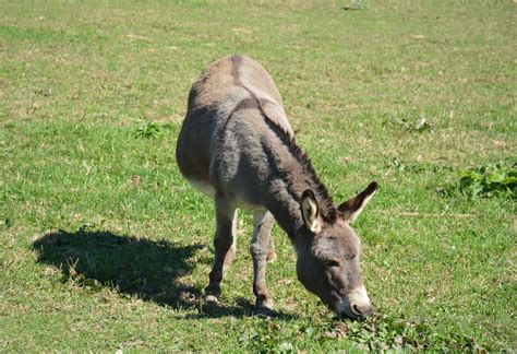Why Do Donkeys Have A Cross On Their Back Reasons First Time Farming