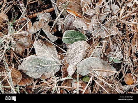 Frosty Brown Dead Leaves On The Ground Stock Photo Alamy