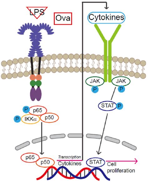 Ijms Free Full Text Cytokine Induced Jak2 Stat3 Activates Tissue