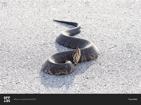 Cottonmouth Snake In The Everglades National Park Florida Stock Photo