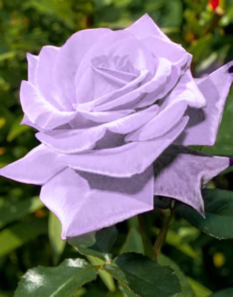 Buy Bonsai Roses 30pcs Germany Rare Purple Dragon Rose Seeds Flowering