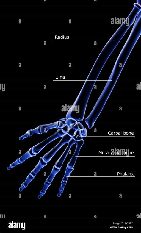 Forearm Bones High Resolution Stock Photography And Images Alamy