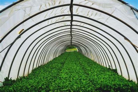 13 Diy High Tunnel Ideas To Build In Your Garden Vegetable Garden