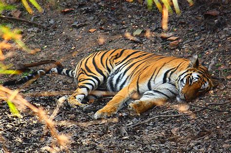 Bandhavgarh Tiger Reserve Flickr