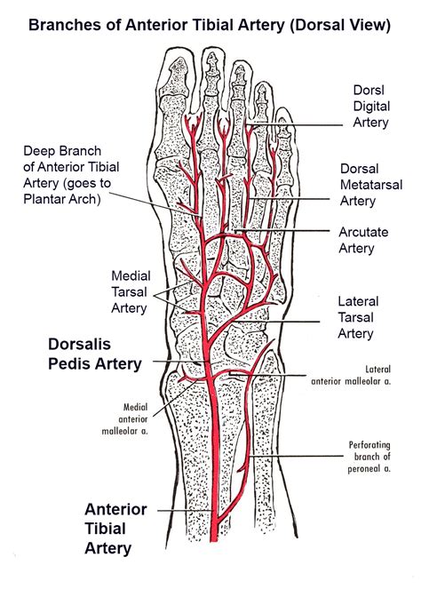 Leg Vessel Anatomy