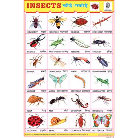 Insects Chart Size 24 X 36 Cms Chart No 50