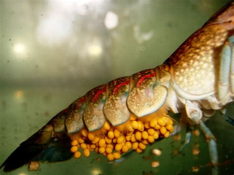 Di alam liar, mereka hidup di anak sungai sungai air tawar. DKP Lebak Larang Nelayan Tangkap Telur Lobster | KKP News