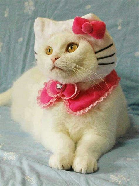 Pin By ÜkarlaÜ On Animals Cats Catscats Hello Kitty Costume Pet