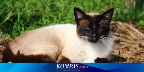 Perbedaan Kucing Siam Jantan Dan Betina Yang Perlu Diketahui