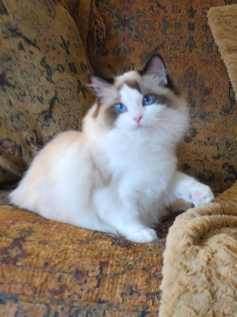 The ragamuffin is an affectionate cat who is great with kids and loves to follow you around the house. ragdolls, ragdoll, essex, ontario, cats, kittens ...