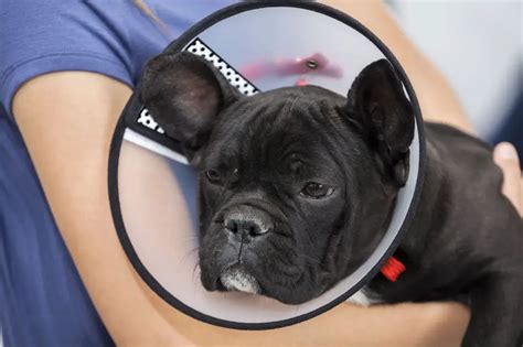 3 Most Common Health Problems In French Bulldogs Frenchie Advice