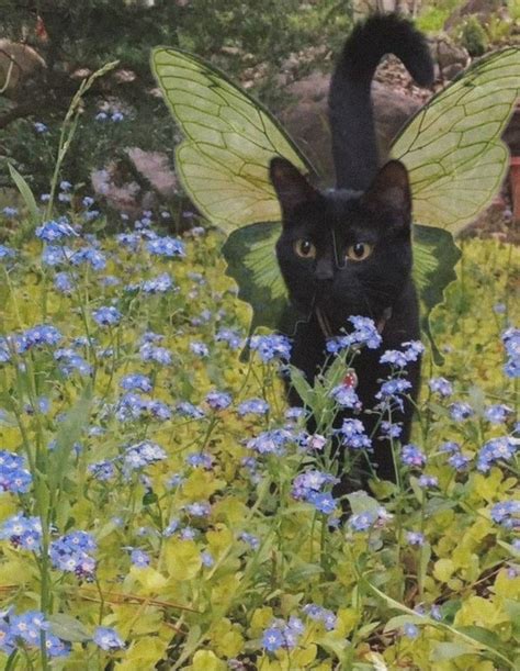 Nature Aesthetic Green Aesthetic Fairies Aesthetic Pretty Cats Cute