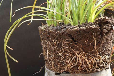 How Plant Roots Regenerate Their Tips To Ensure Growth •