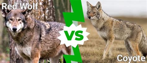 Red Wolf Vs Coyote What Are The Differences A Z Animals