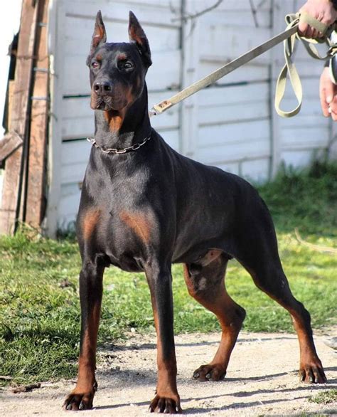 The Doberman Temperament Intelligent Energetic And Loyal 84a In 2023