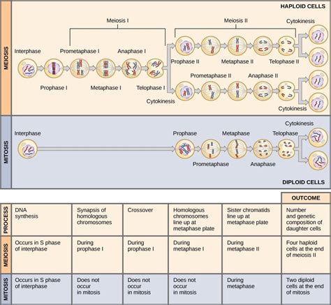 Chapter 15 Meiosis And Sexual Reproduction Introduction To Molecular And Cell Biology