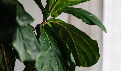 🌿 beautiful large striking leathery leaves, also known as fiddle leaf fig. Plants that are safe for cats - Safe for Pets