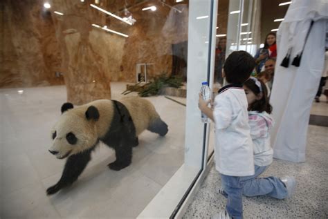 Two Giant Pandas First In The Region Arrive At Panda House In Qatar