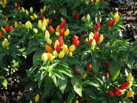 chili - Are Ornamental chilies safe to eat? - Gardening & Landscaping ...