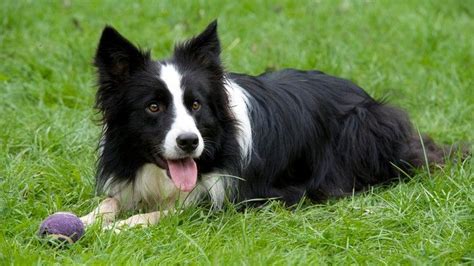 Eight Of The Best Behaved Dog Breeds