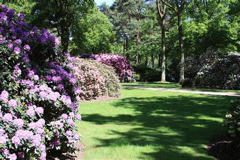 Check spelling or type a new query. Rhododendron-Park Bremen - Wikipedia, la enciclopedia libre
