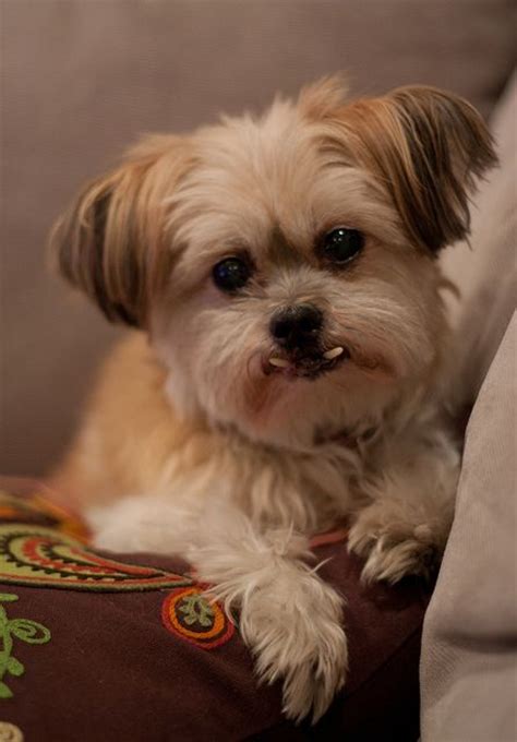 Some Cool Shih Tzu Chihuahua Mix Puppies Images