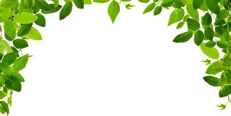 It is a very clean transparent background image and its resolution is 900x800 , please mark the image source when quoting it. Jungle Border - ClipArt Best