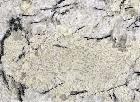Delicatus Ice Granite Graphic Granite In Pegmatitic Grani Flickr