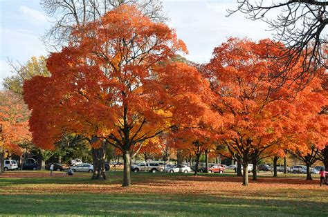 When And Where To View Fall Foliage 2017 In Washington Dc