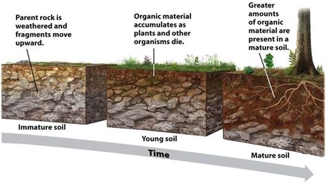 Soil Formation The Breakdown Of Rock And Primary Minerals From The