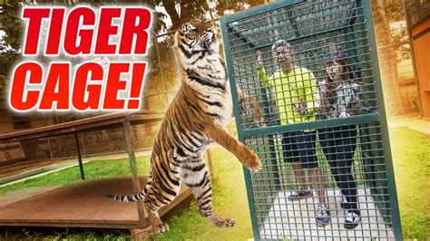 Masuk Kandang Harimau Alshad Ahmad Tiger Cage Challenge Youtube