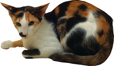 Cat Png Download Png Image Catpng50481png