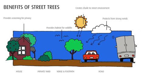 Street Tree Renewal Program City Of Salisbury
