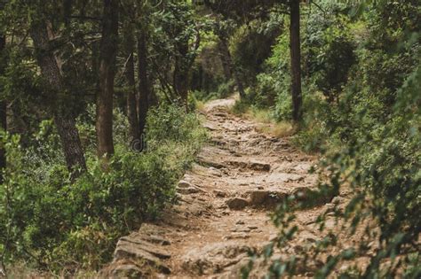 Stone Paved Path In The Pine Woods In Croatia Stock Photo Image Of