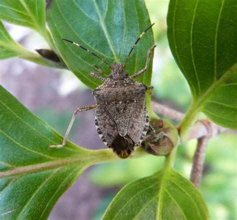 Now the royal horticultural society (rhs) has warned gardeners. Soy and Corn Fields Wanted for Brown Marmorated Stink Bug ...