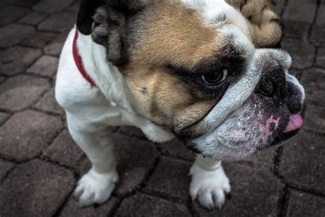 English Bulldog Health Problems And Issues Canna Pet®