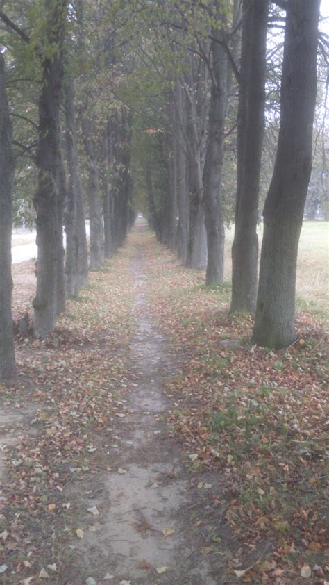 Peaceful Forest Path By Autumn Opaline On Deviantart
