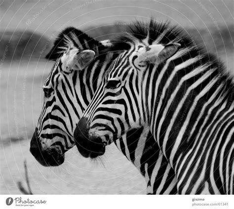 Zebras Zebra In Pairs A Royalty Free Stock Photo From Photocase
