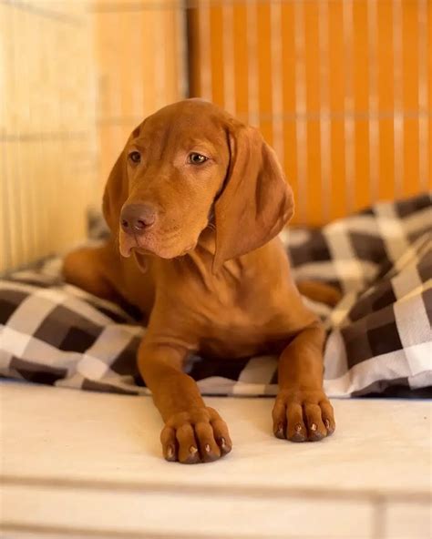15 Facts About Raising And Training Vizsla Dogs Page 2 Of 6 Pettime