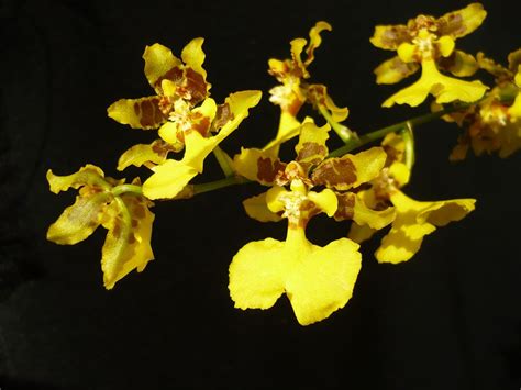 Oncidium Sphacelatum Oncidium Beautiful Orchids Most Beautiful Flowers