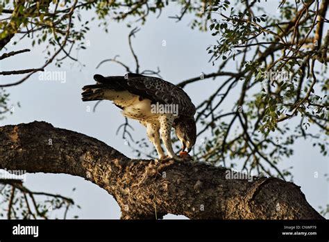 African Hawk Eagle Hi Res Stock Photography And Images Alamy